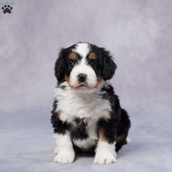 Debi, Mini Bernedoodle Puppy